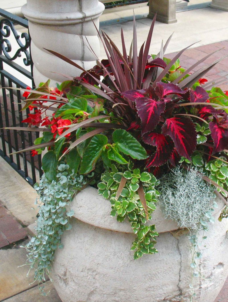 Дихондра с колеусом