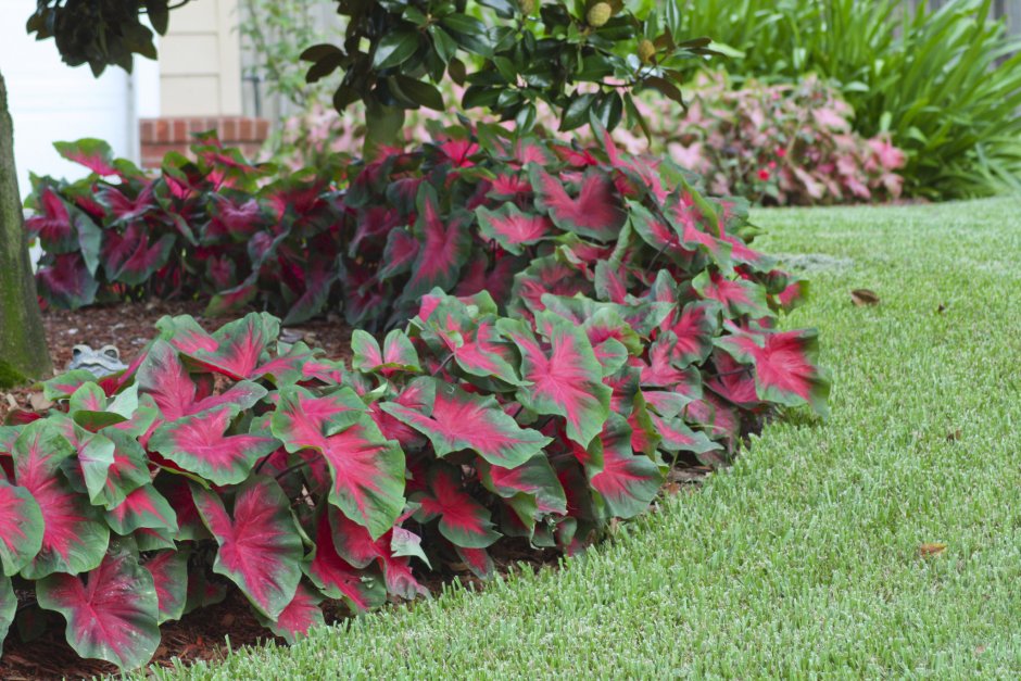 Каладиум на клумбах