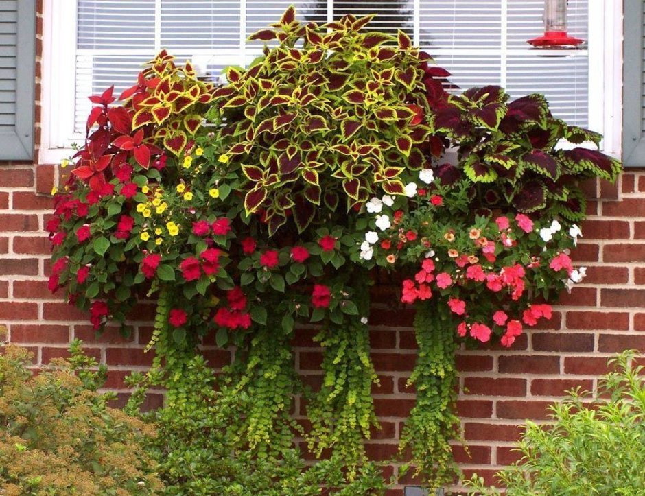 Колеус контейнерные