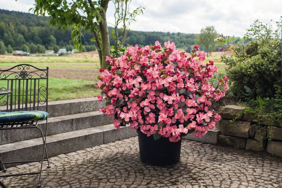 Бегония big Deluxxe