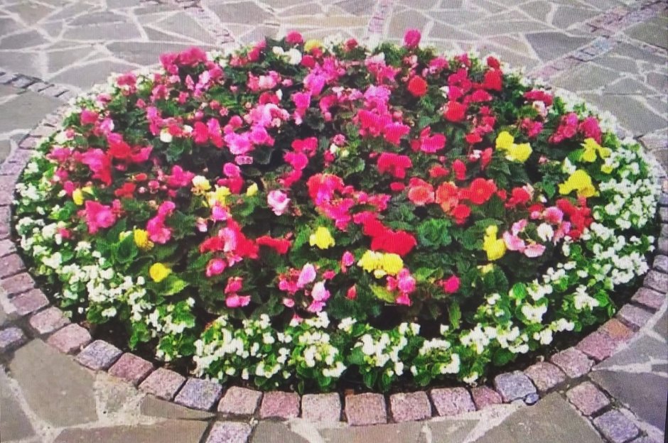 Бегония вечноцветущая цветник