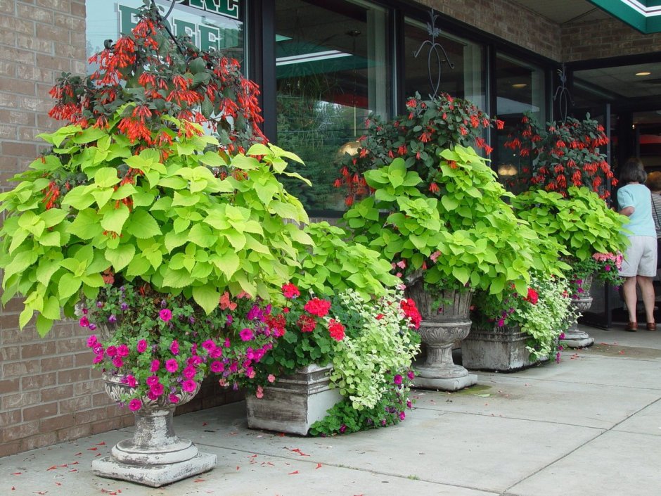 Колеус батат ипомея батат