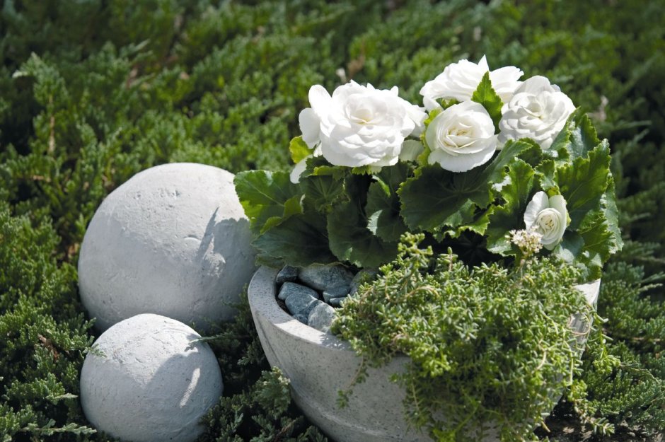 Бегония мультифлора