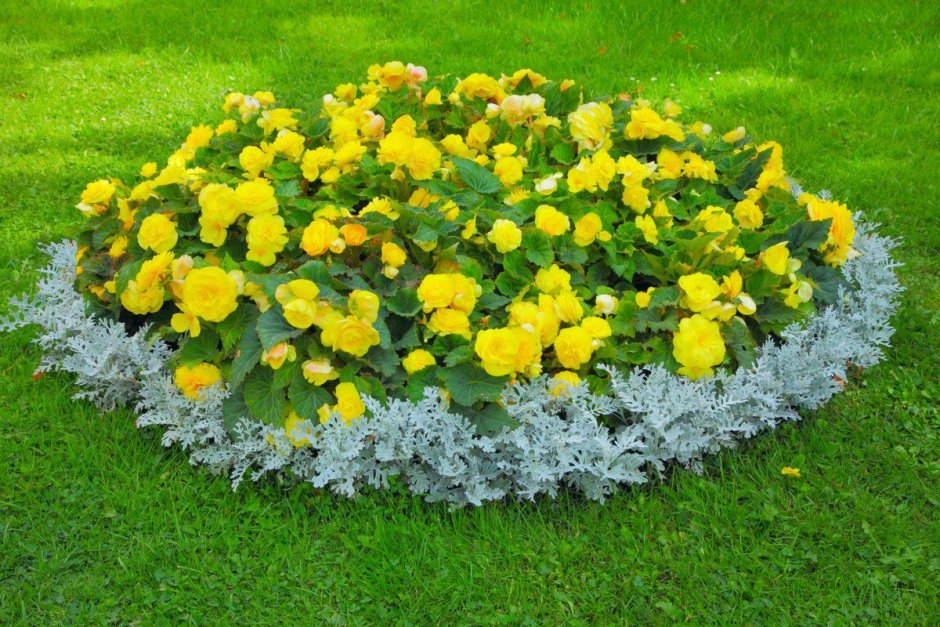 Моноклумба бархатцы