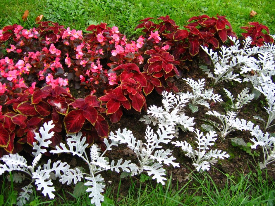 Цинерария Приморская + колеус