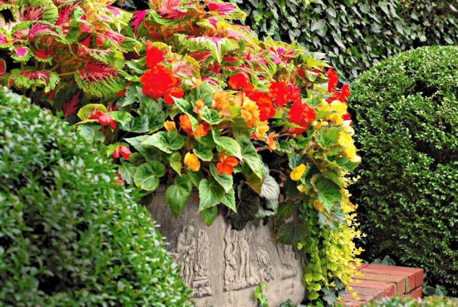 Бегония Садовая клубневая