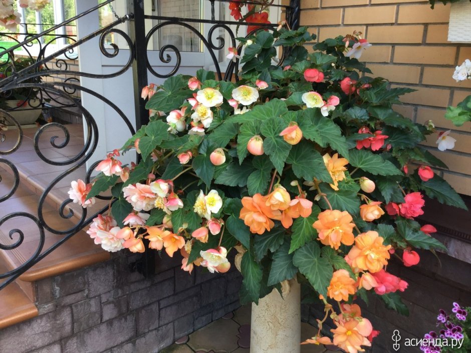 Бегония ампельная Эллада