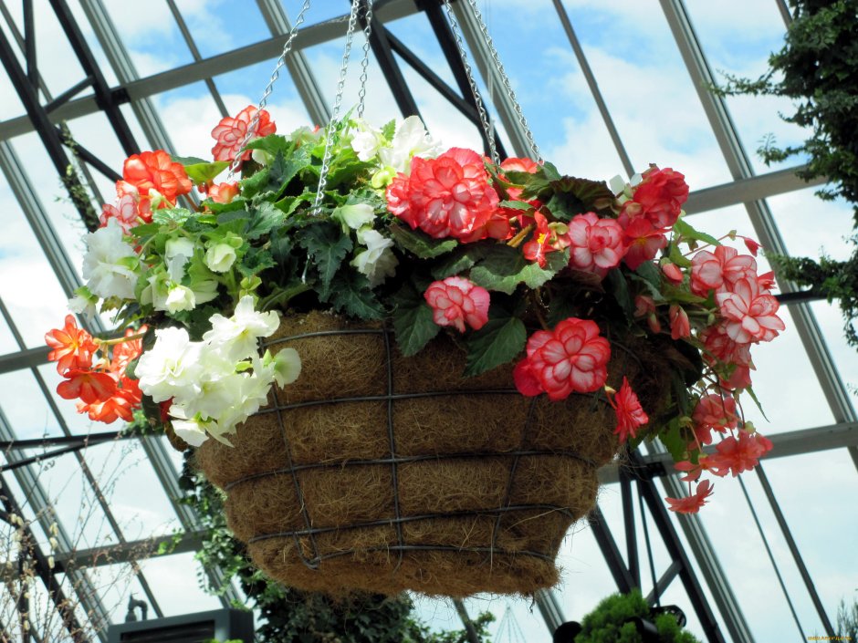 Бегония клубневая на клумбе