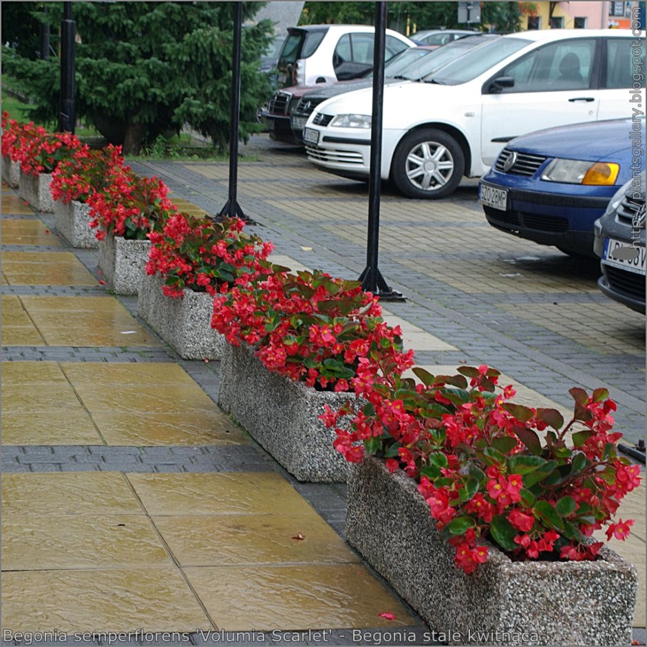 Бегония вечноцветущая на клумбе