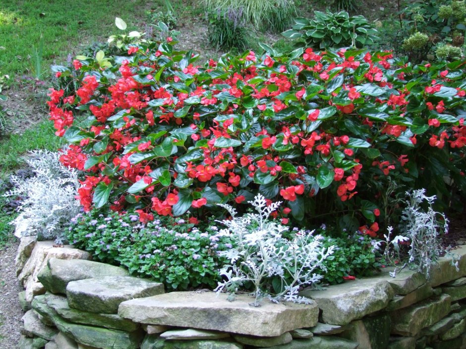 Бегония вечноцветущая цветник