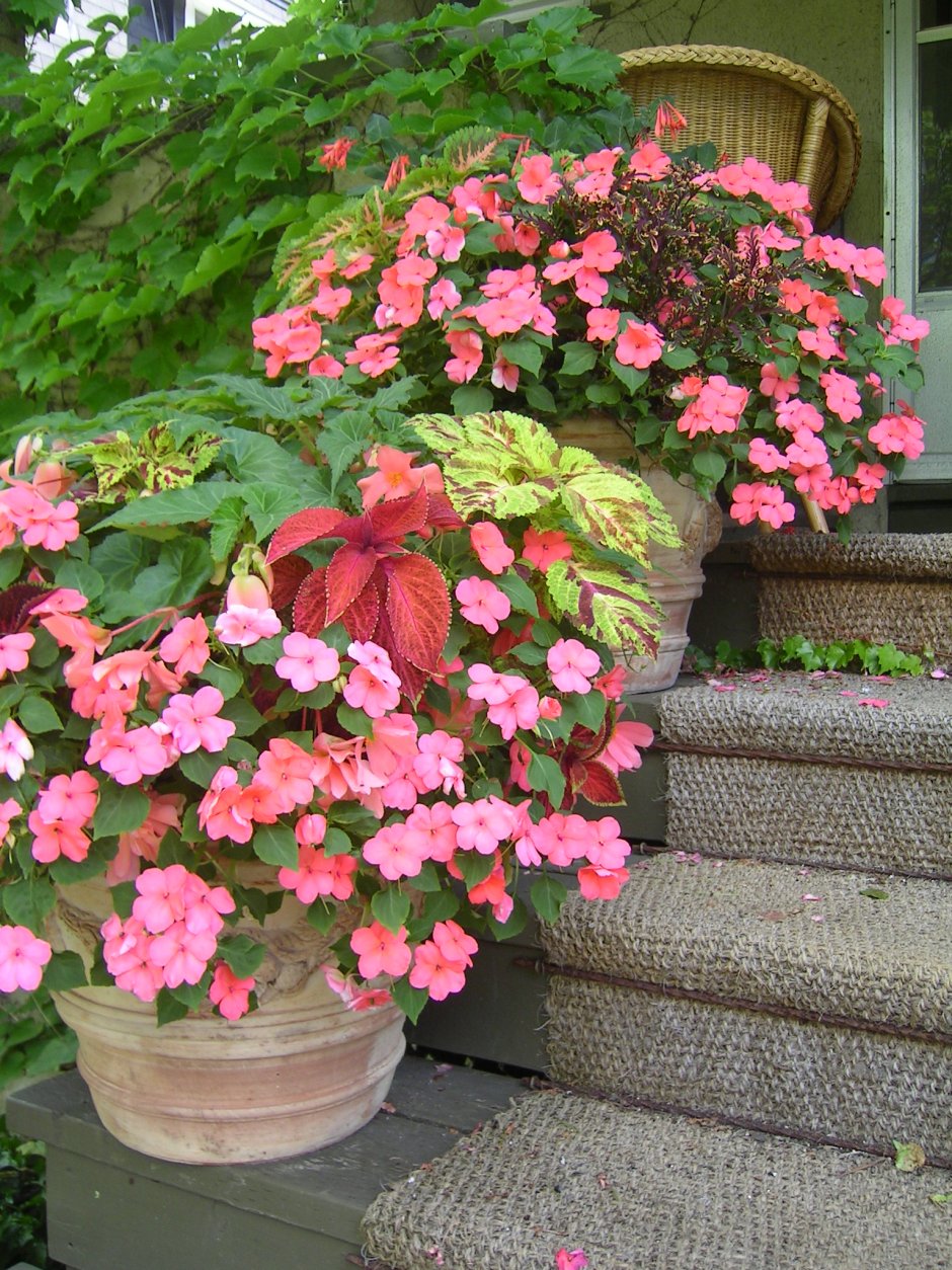 Бегония Pink Champagne