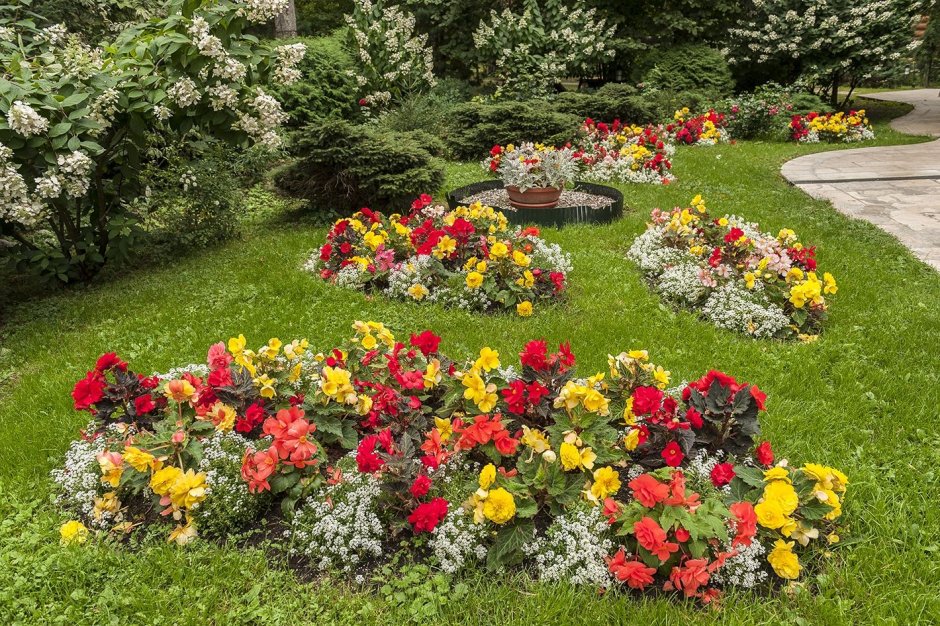 Бегония вечноцветущая на клумбе