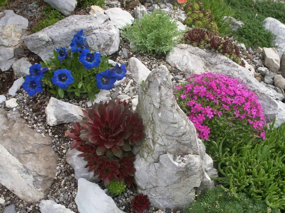 Овсяница голубая на альпийской Горке