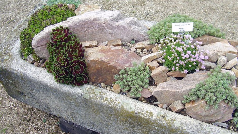 Альпийская горка собачья могилка