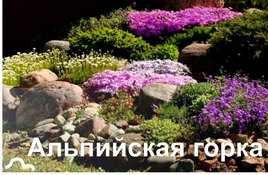 Растения альпинарии, Альпийская горка