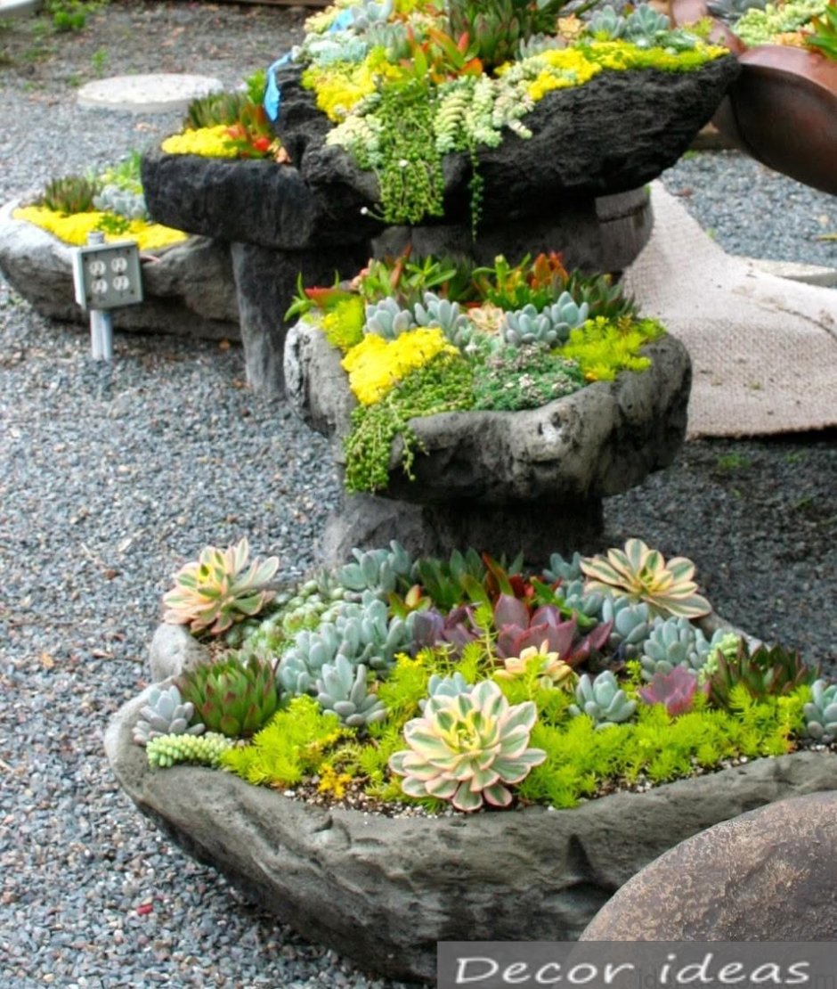 Молодило гипертуф