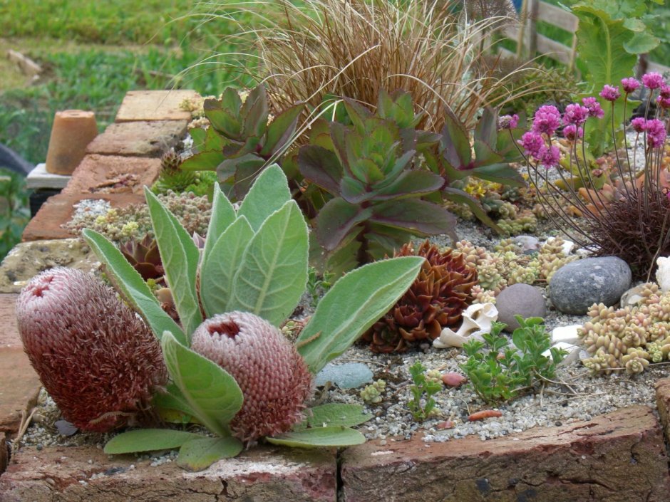 Морозник на альпийской Горке