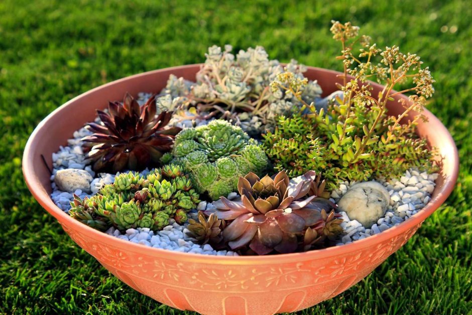 Рокарий с суккулентами