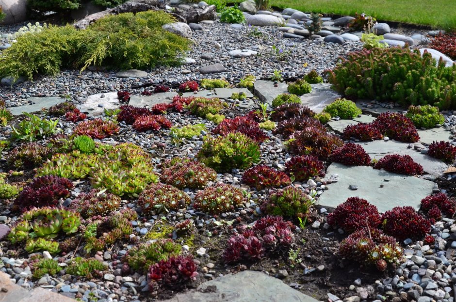 Молодило в альпинарии