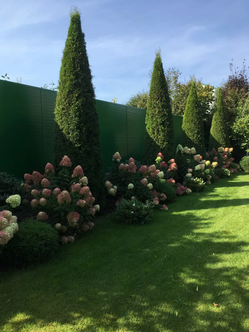 Туя Смарагд в ландшафтном