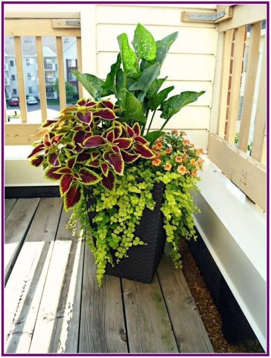 Ипомея колеус