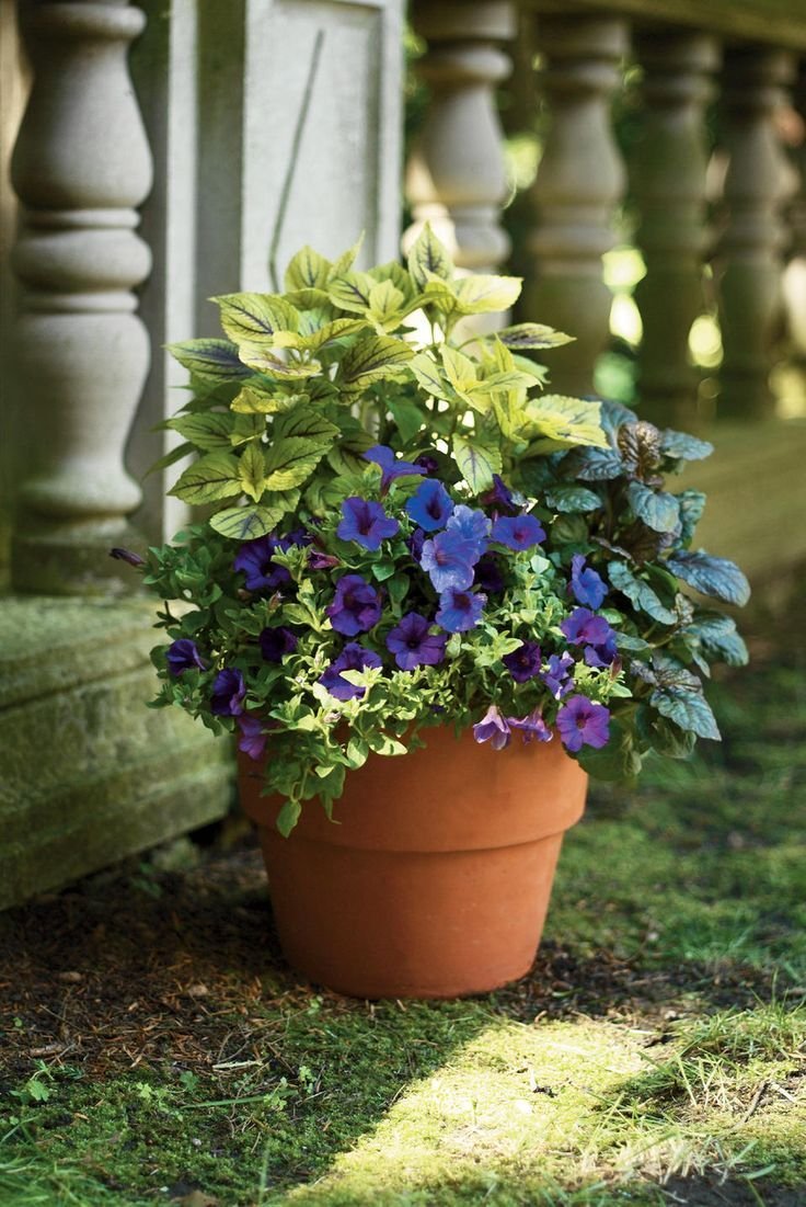 Колеус с петунией