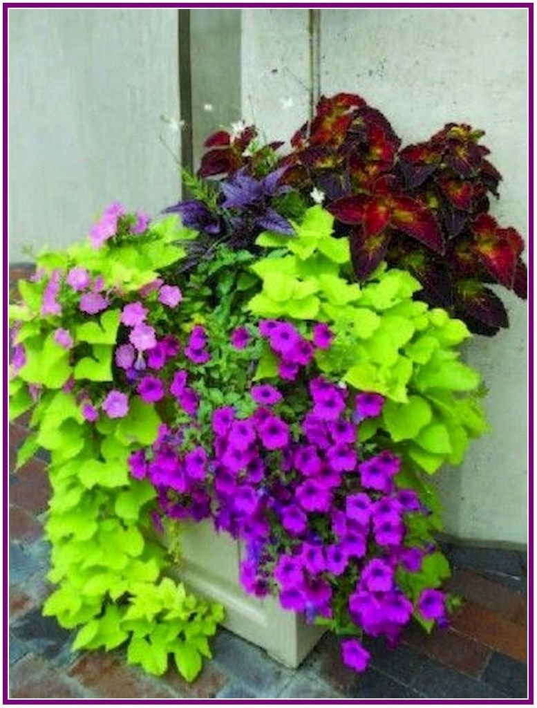 Колеус на клумбе