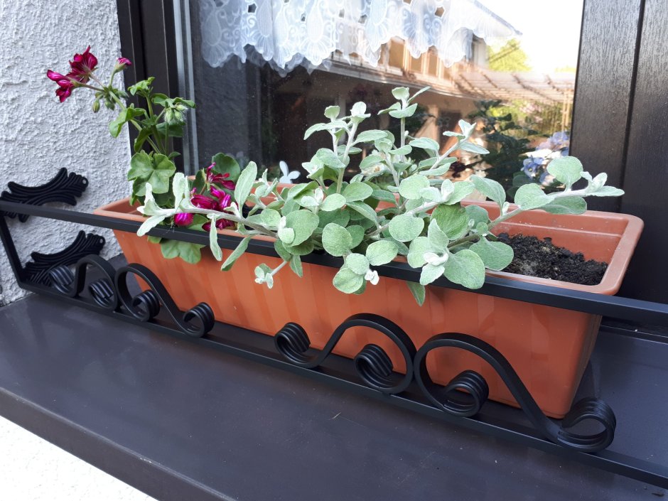 Цветник на подоконнике