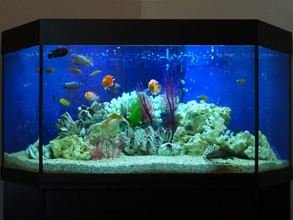 Псевдоморе аквариум 200 литров