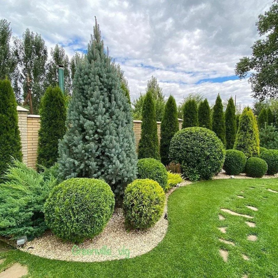 Туя Западная в миксбордере