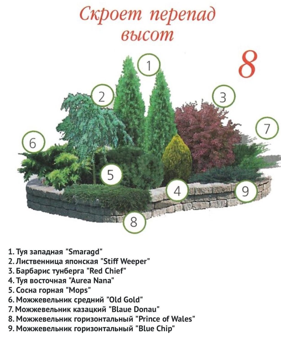 Миксбордер из хвойных растений схема посадки