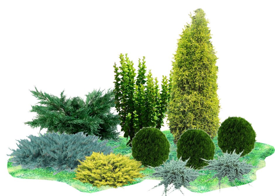 Туя Смарагд можжевельник