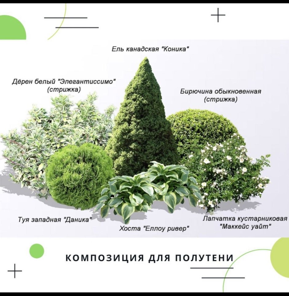 Клумбы с туями Даника Барбарис Юкка