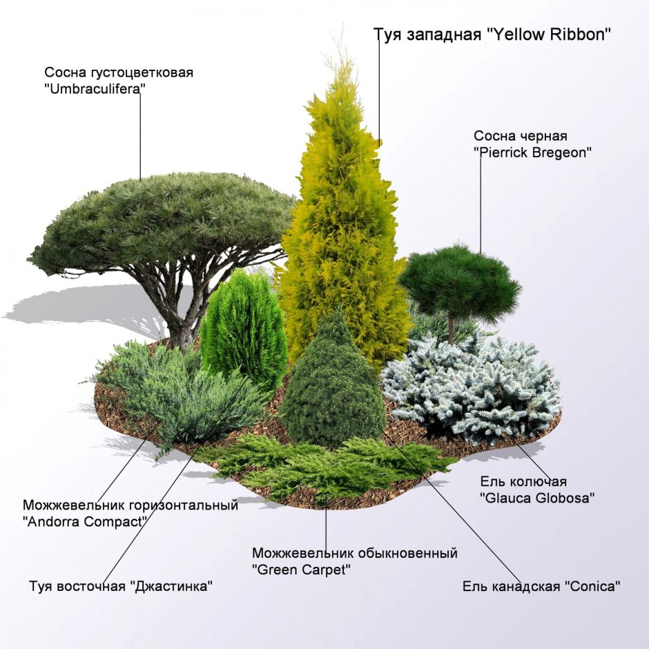 Туя Еллоу Риббон в ландшафтном дизайне с хвойными