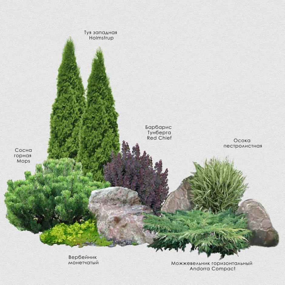 Рокарий с хвойниками схема