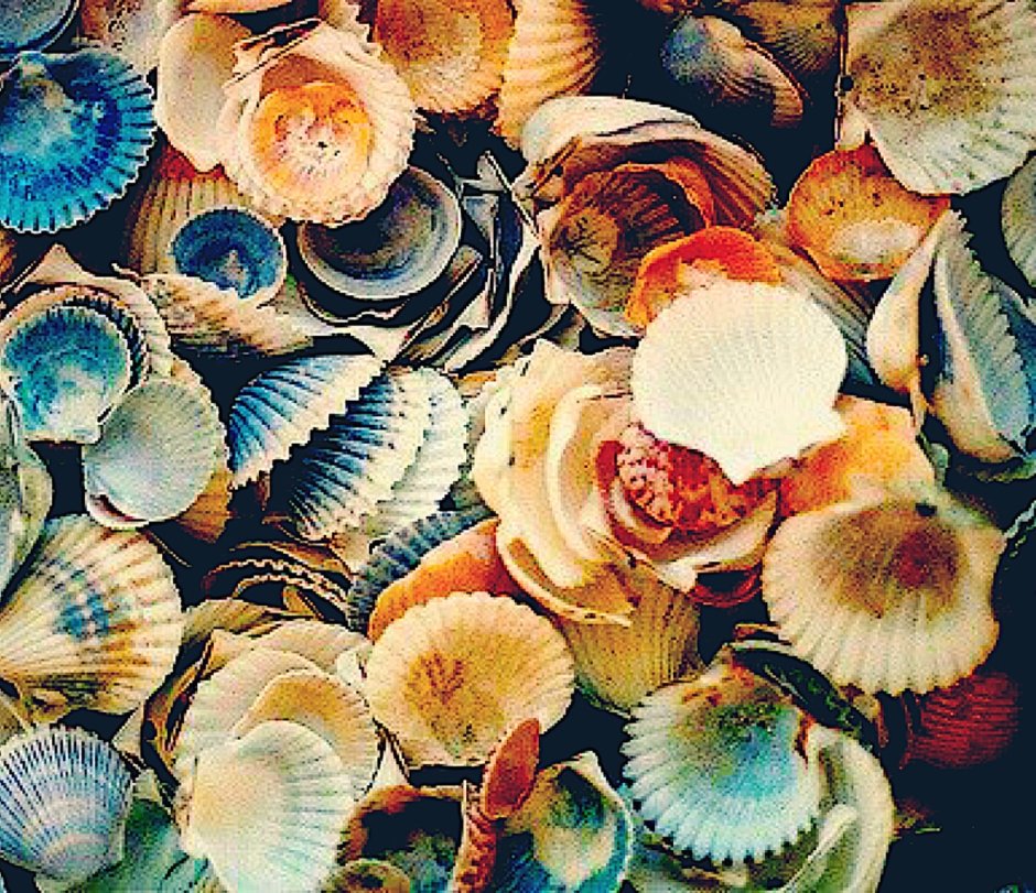 Декор из ракушек