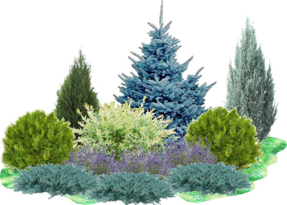 Можжевельник Блю Эрроу в миксбордере