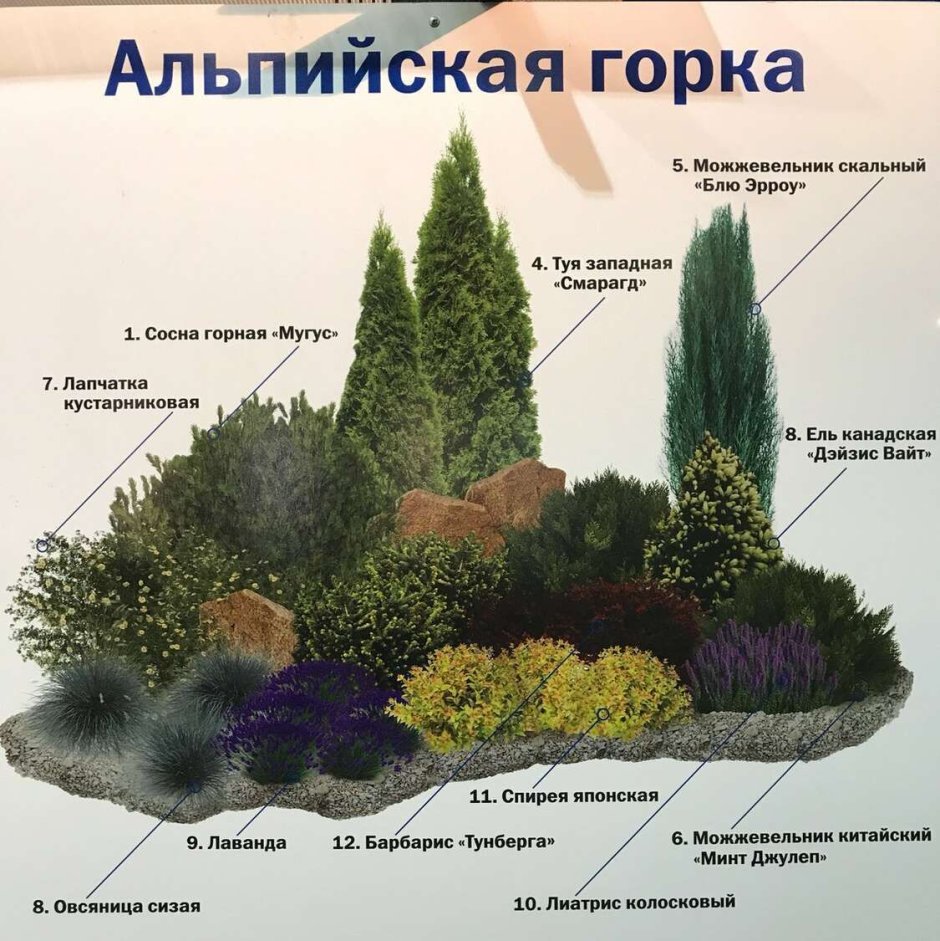 Ель Коника, можжевельник, спирея