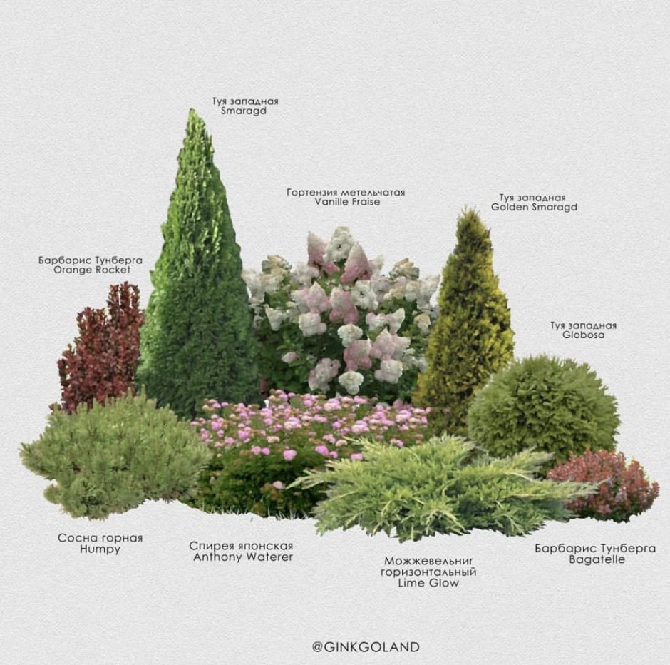 Туя Смарагд,можжевельник казацкий,Горная сосна-клумба