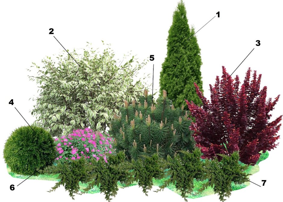 Туя Смарагд , гортензия, астильба клумба