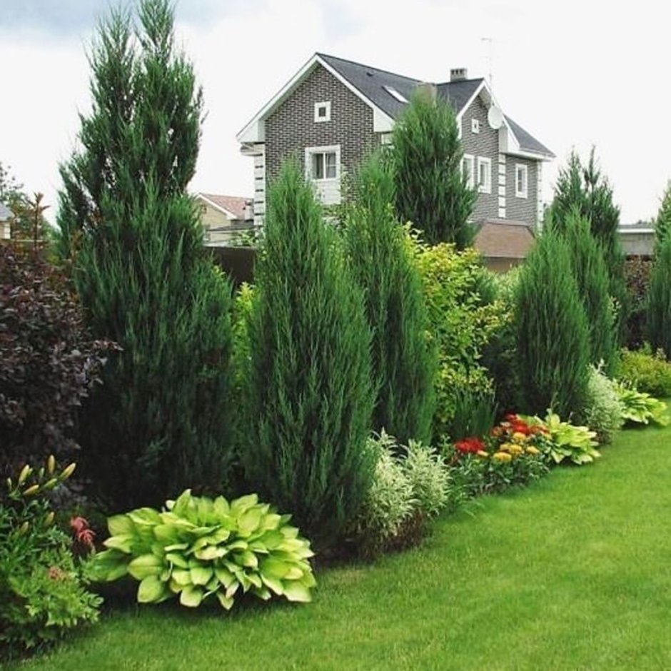 Клумба туя Хоста можжевельник