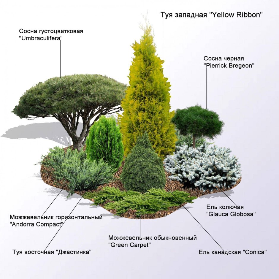 Схема миксбордера с хвойными