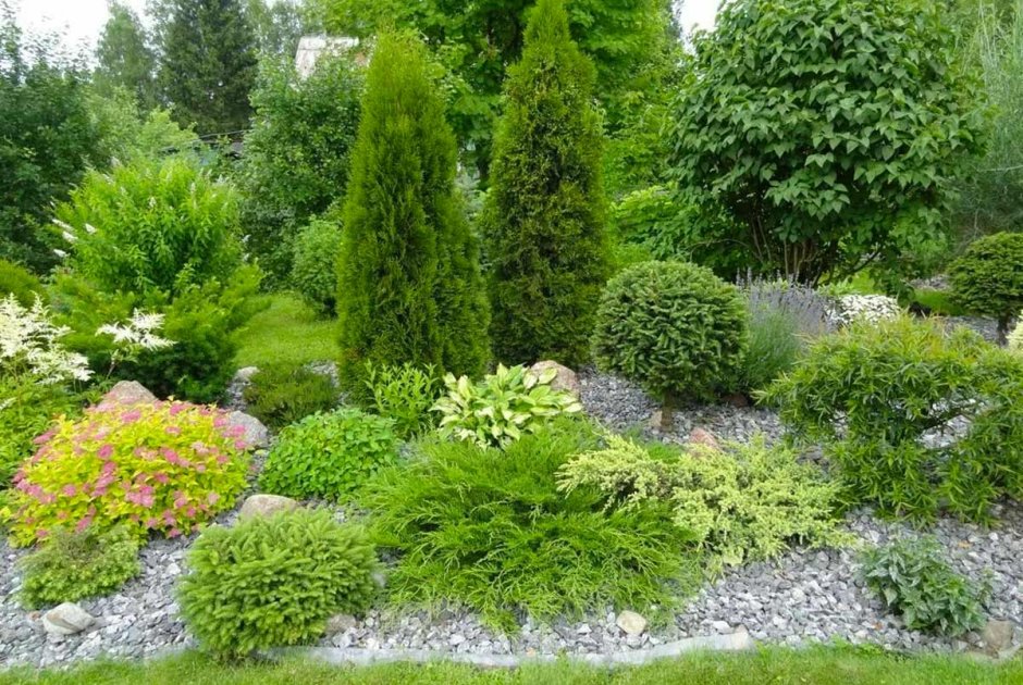 Хвойники в Лесном ландшафте