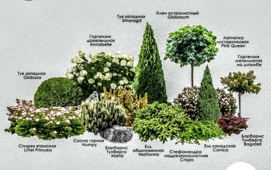 Туя Смарагд и можжевельники клумба