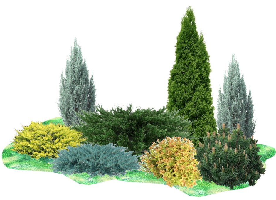 Схемы ландшафтные композиции с хвойниками