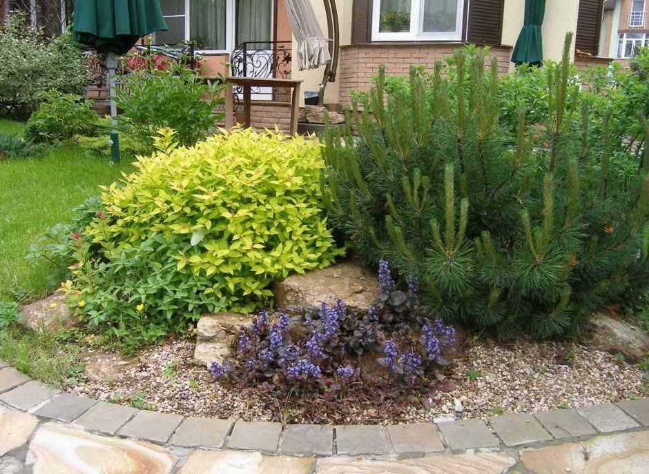 Клумба из хвойников и кустарников схема