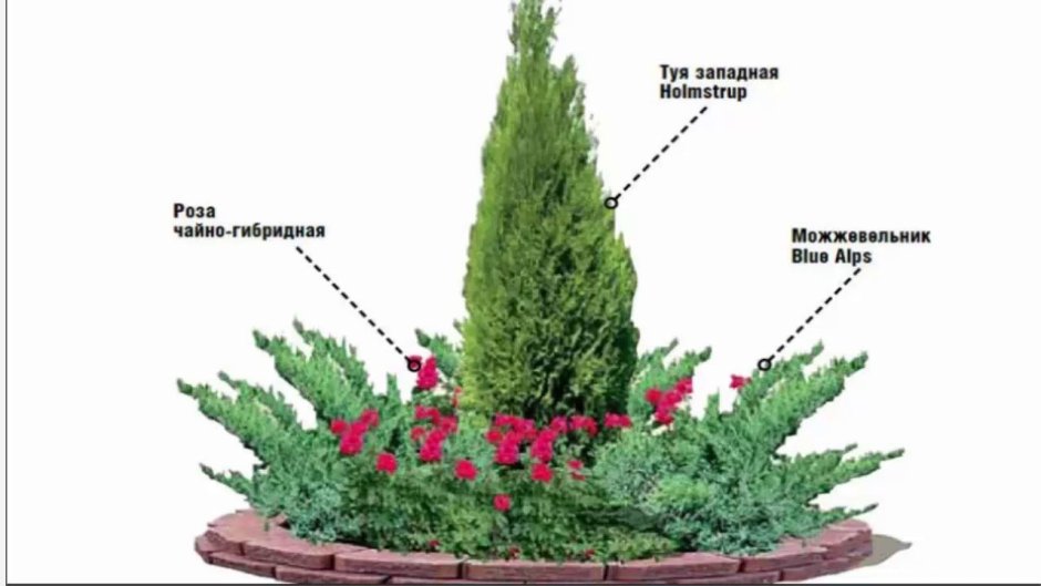 Сосна Горная Мугус в миксбордере