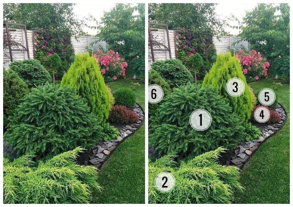 Мини туя Даника