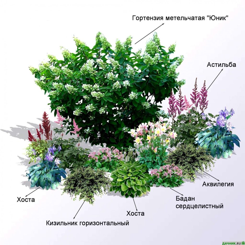 Розарий на даче схема посадки