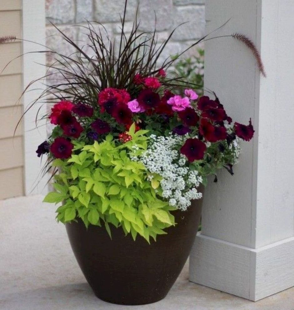 Ипомея батат в подвесных кашпо